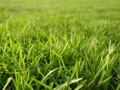 grass stock photo